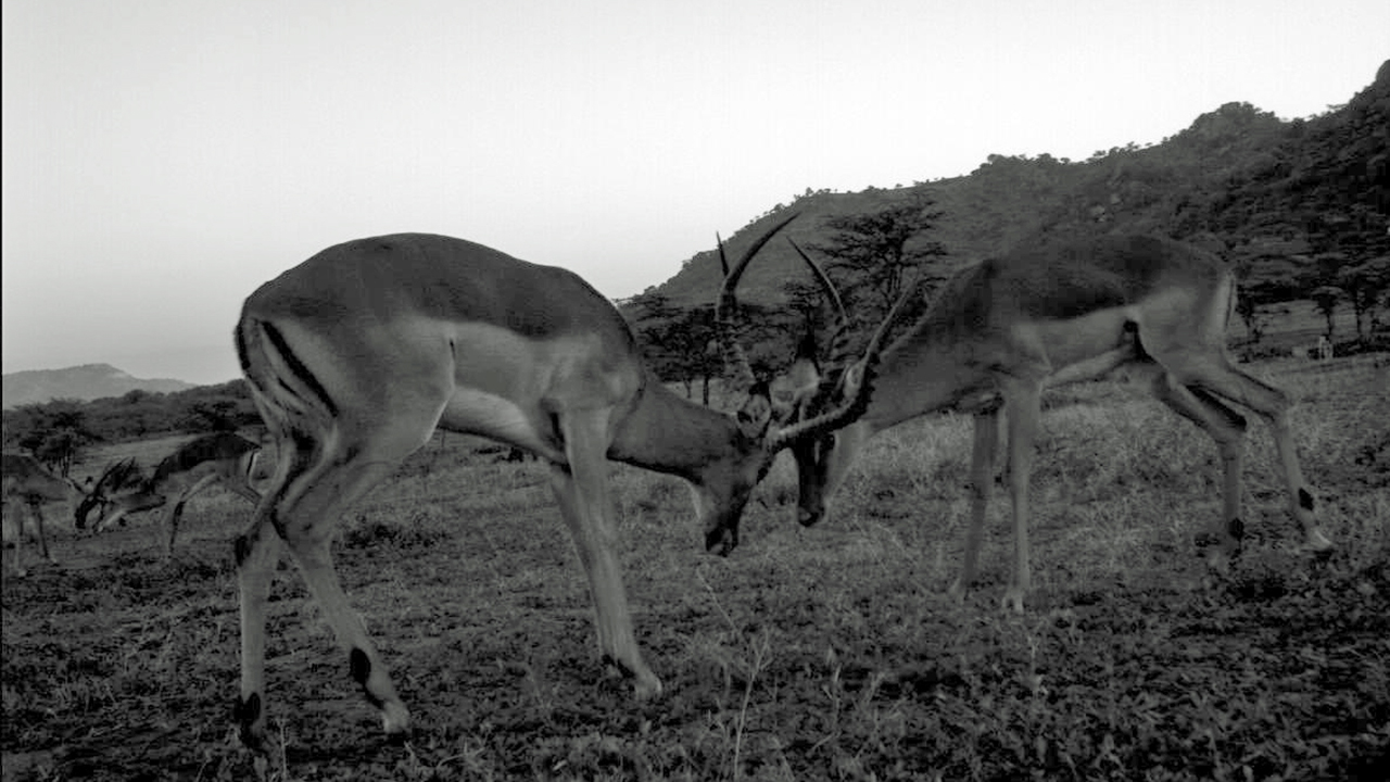 Impala, photo 3 of 3