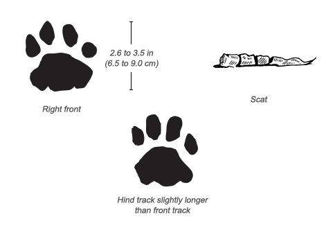 Leopard tracks and scat