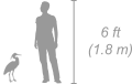 Little Egret shown next to a 6 ft (1.8 m) person for scale