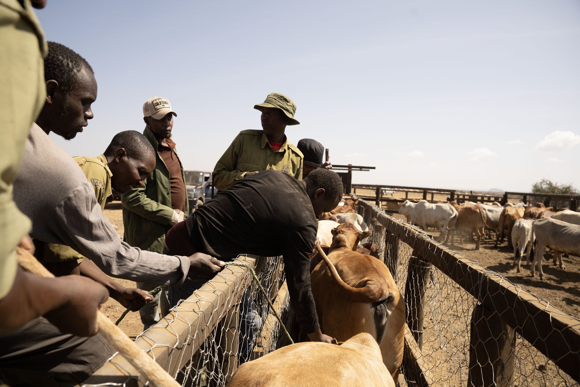 Herders and researchers checking cattle at a livestock pen