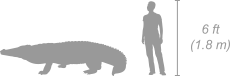 Nile Crocodile shown next to a 6 ft (1.8 m) person for scale