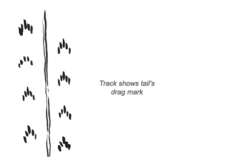 Nile Monitor tracks and scat