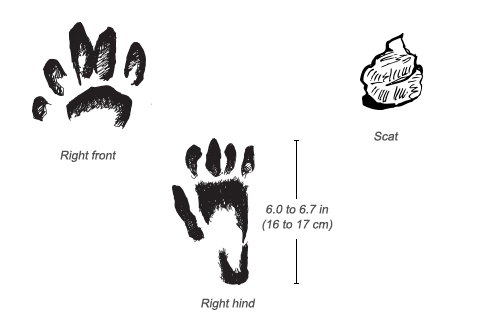 Olive Baboon tracks and scat