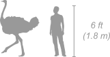 Ostrich shown next to a 6 ft (1.8 m) person for scale