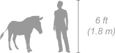 Plains Zebra shown next to a 6 ft (1.8 m) person for scale