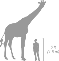 Reticulated Giraffe shown next to a 6 ft (1.8 m) person for scale