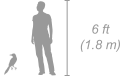 Rüppell’s Starling shown next to a 6 ft (1.8 m) person for scale