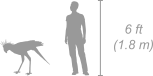 Secretary Bird shown next to a 6 ft (1.8 m) person for scale