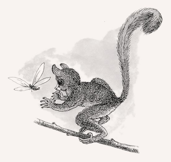 Senegal Bushbaby illustration