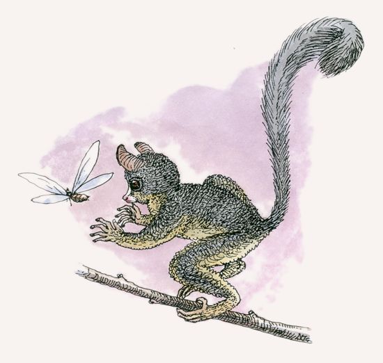 Senegal Bushbaby