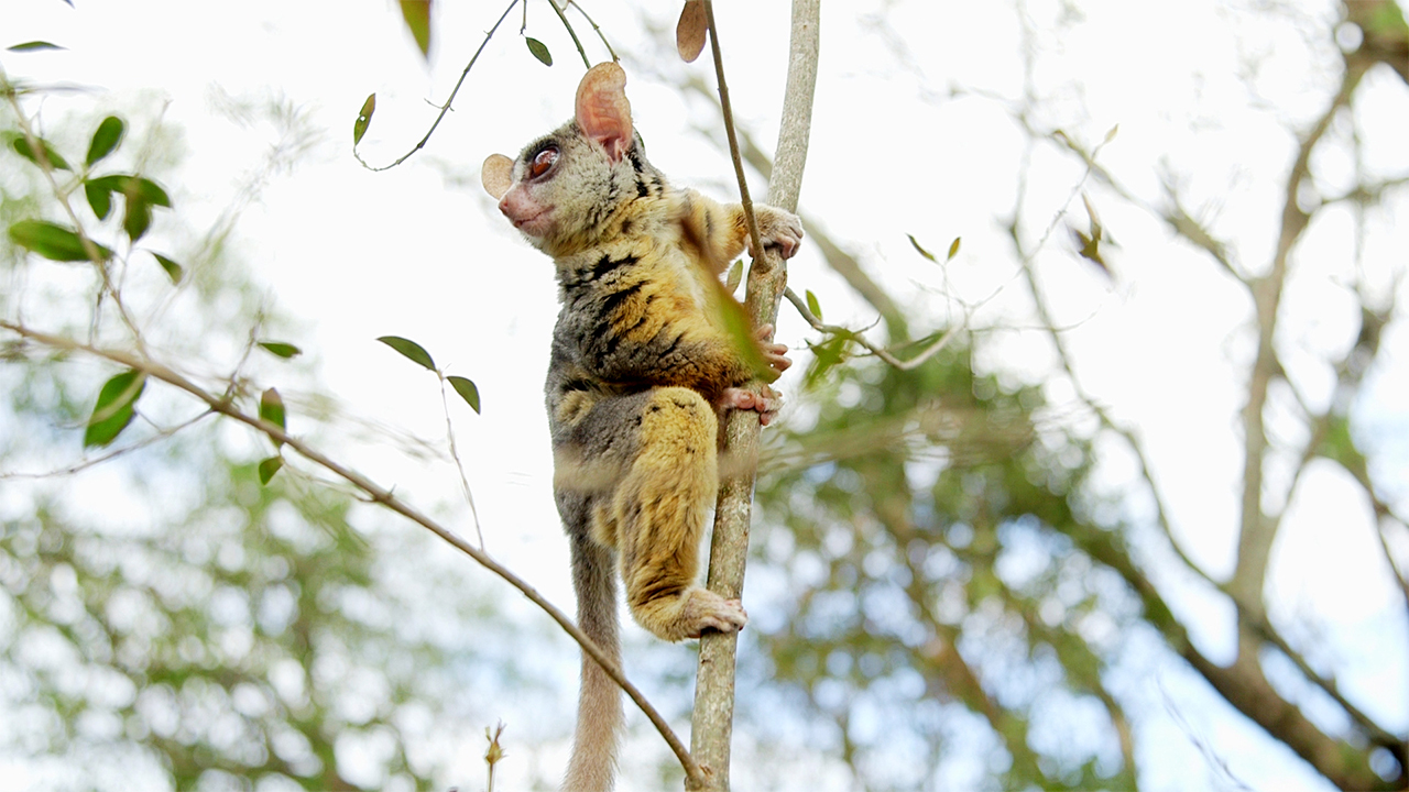 Senegal Bushbaby, photo 2 of 3