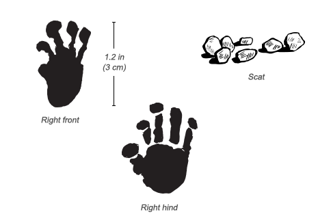 Senegal Bushbaby tracks and scat