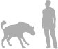 Spotted Hyena shown next to a 6 ft (1.8 m) person for scale