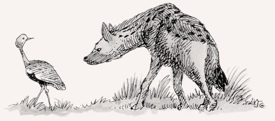 Spotted Hyena illustration