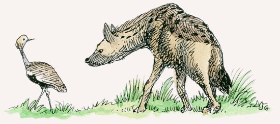 Spotted Hyena