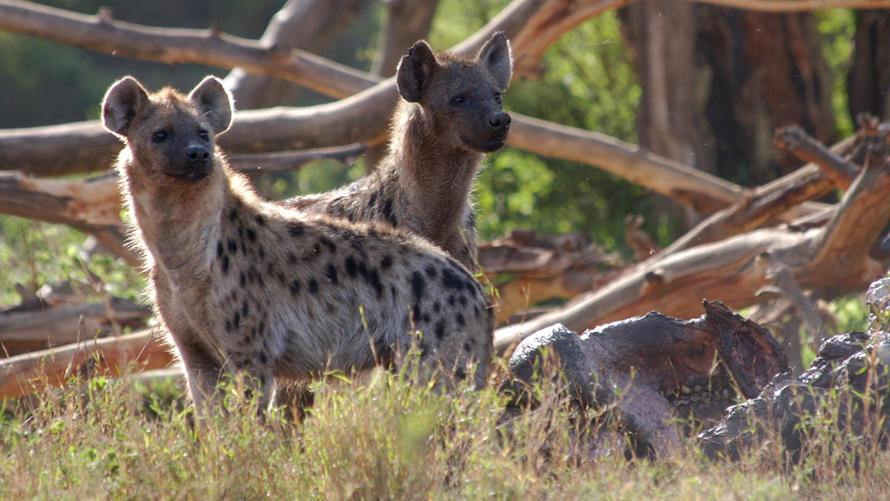 Spotted Hyena, photo 1 of 3