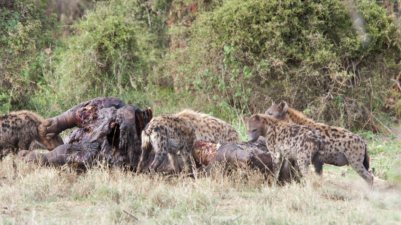 Spotted Hyena, photo 2 of 3