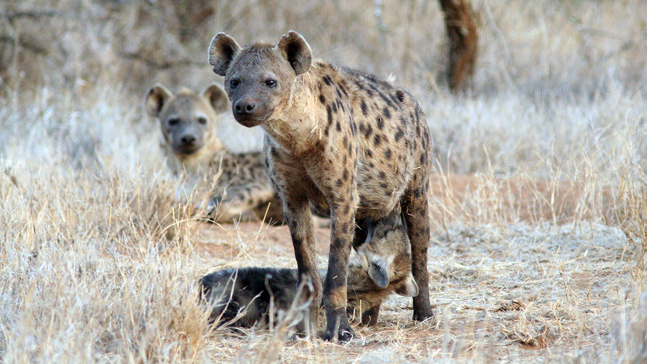 Spotted Hyena, photo 3 of 3