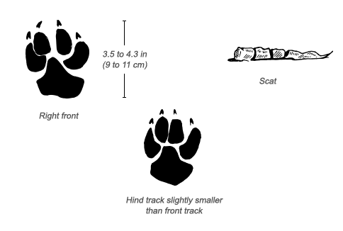 Spotted Hyena tracks and scat