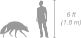 Striped Hyena shown next to a 6 ft (1.8 m) person for scale
