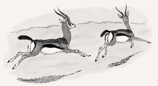 Thomson’s Gazelle illustration