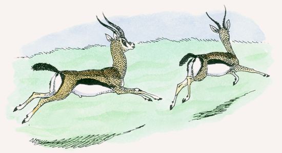 Thomson’s Gazelle