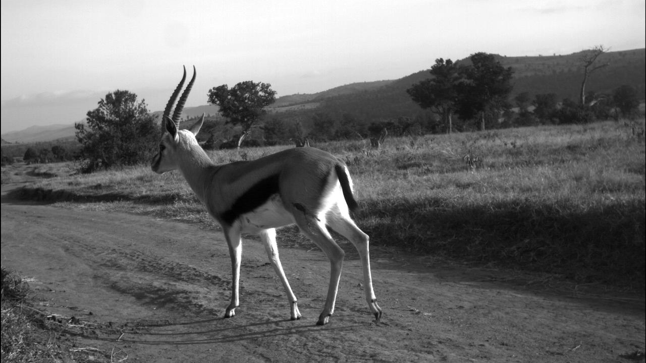 Thomson’s Gazelle, photo 1 of 3