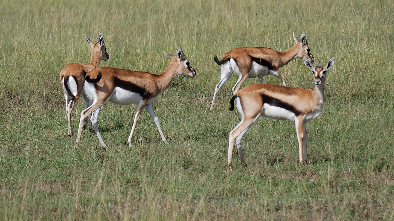 Thomson’s Gazelle, photo 2 of 3