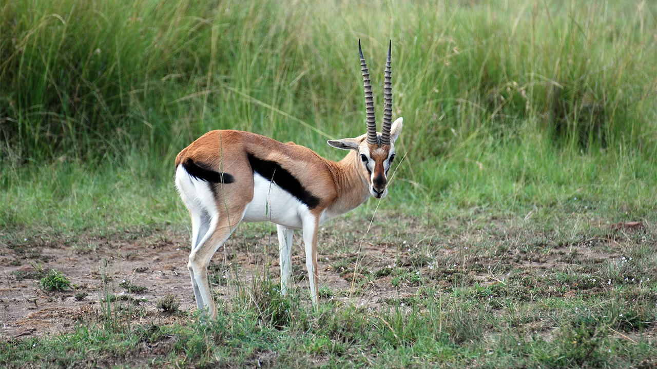 Thomson’s Gazelle, photo 3 of 3