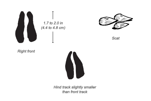 Thomson’s Gazelle tracks and scat