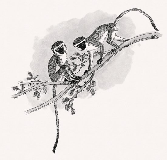 Vervet Monkey illustration
