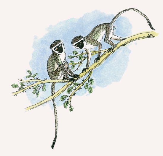 Vervet Monkey