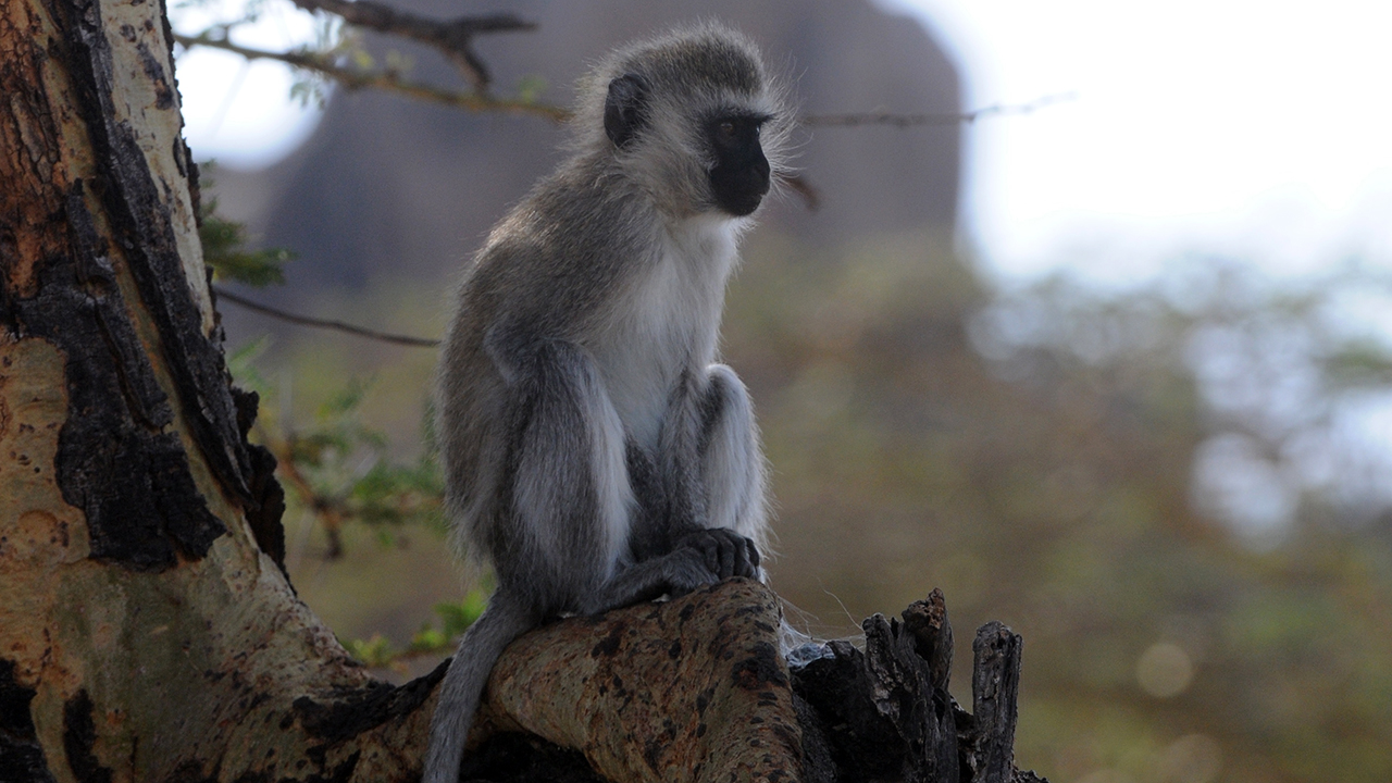 Vervet Monkey, photo 1 of 3