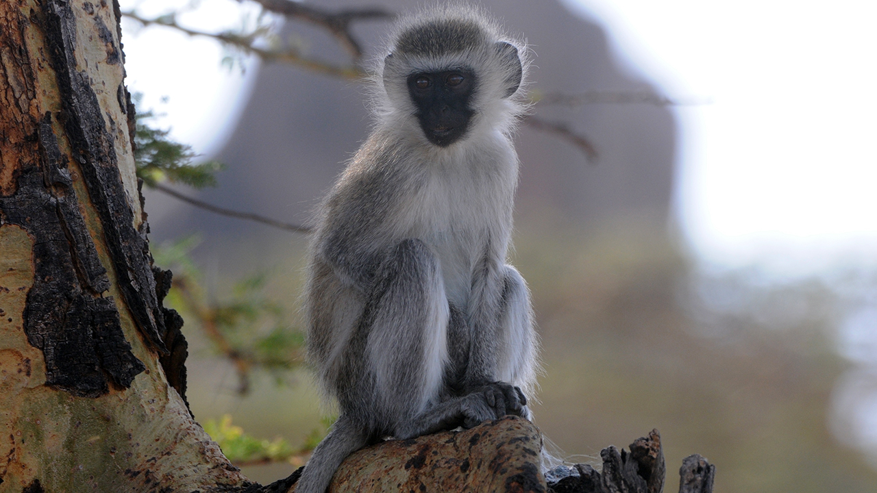 Vervet Monkey, photo 2 of 3