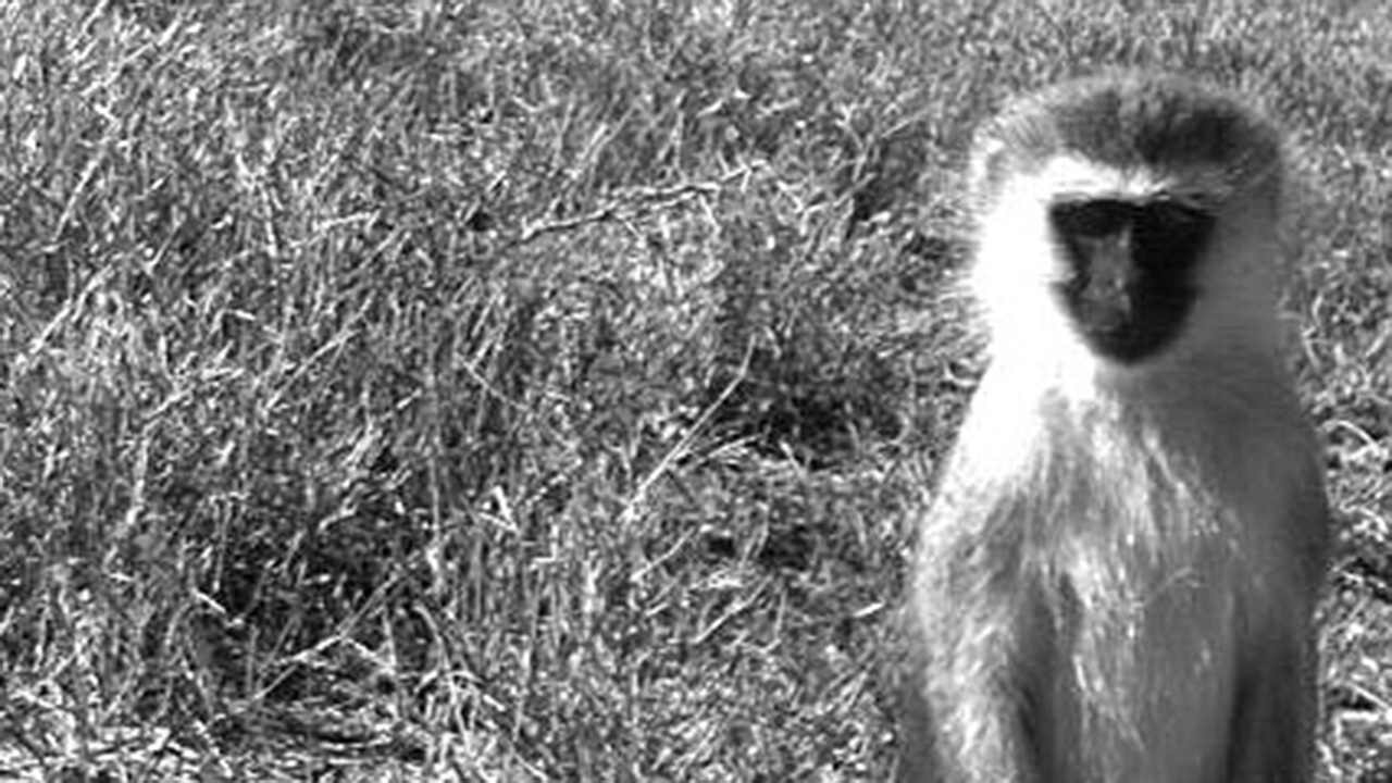 Vervet Monkey, photo 3 of 3