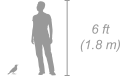 White-browed Robin Chat shown next to a 6 ft (1.8 m) person for scale
