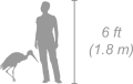 Yellow-billed Stork shown next to a 6 ft (1.8 m) person for scale