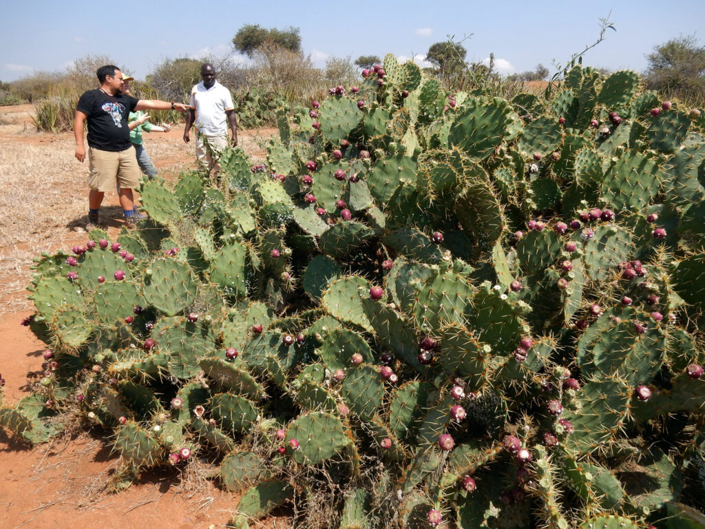 Opuntia