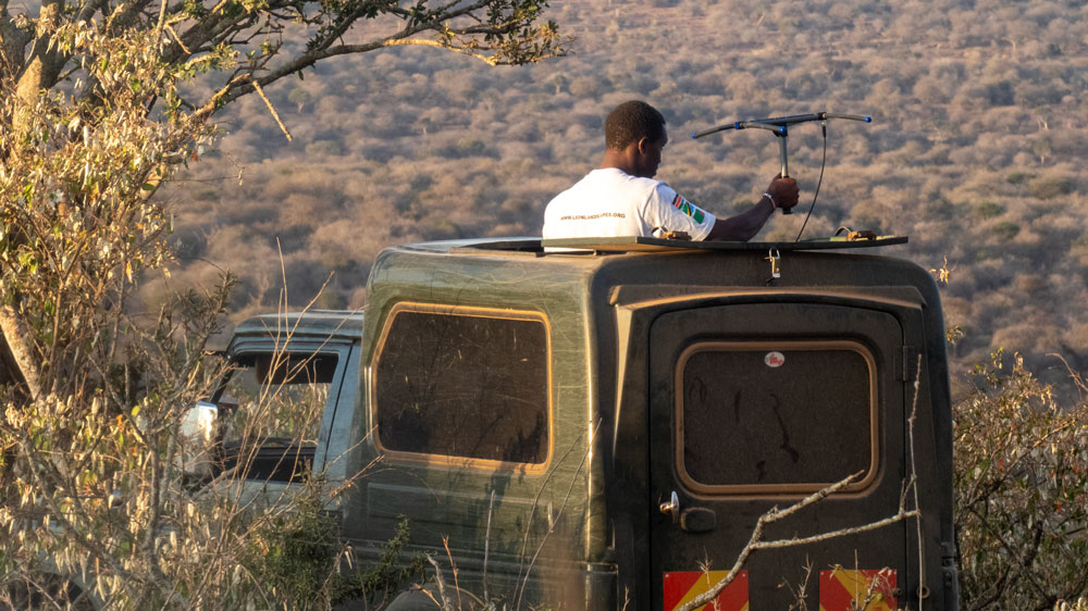A researcher on a vehicle roof tracking collared lions with a radio antenna