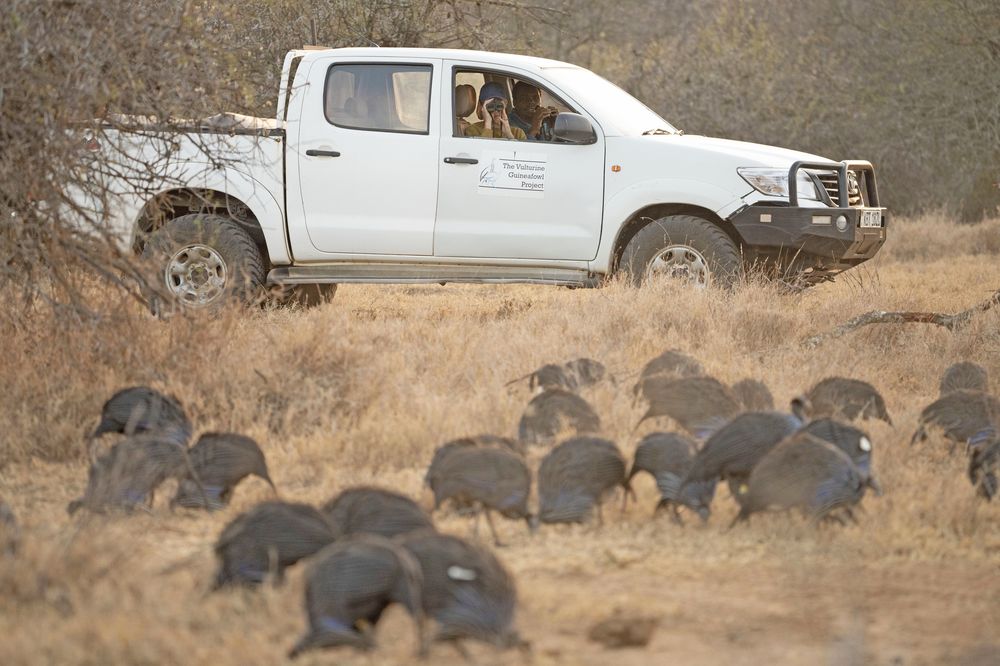 A Mpala research vehicle beside a flock of guineafowl