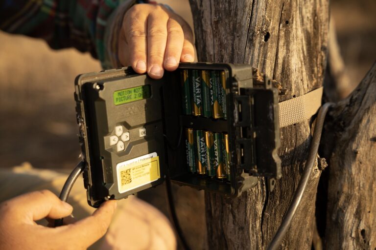 A camera trap being fixed to a tree trunk at Mpala