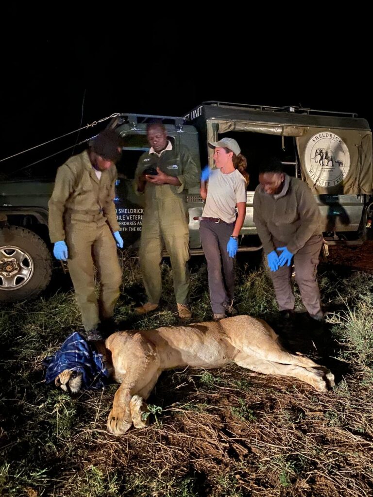 The lioness Naserian being collared at night by the research team
