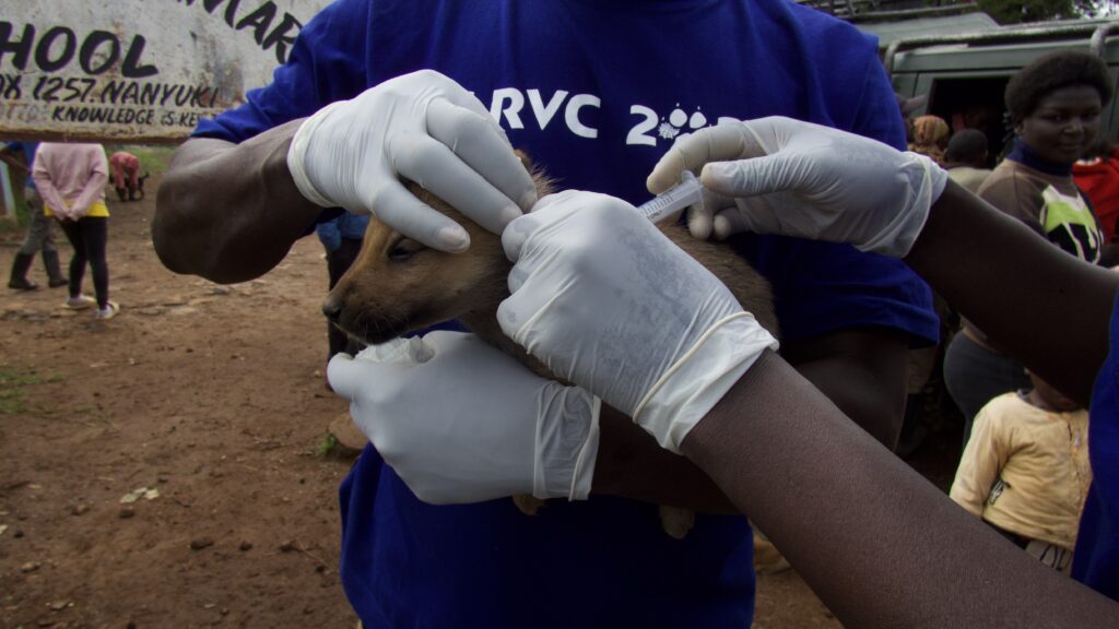 A dog receiving the rabies vaccine during the 2023 campaign.