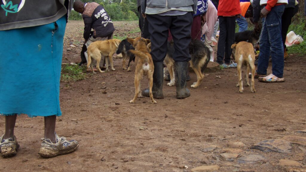 Dogs in line to get vaccinated.
