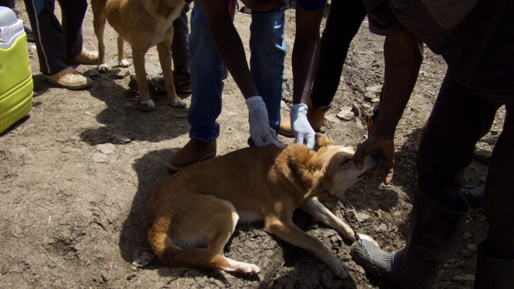 A dog getting vaccinated against rabies.