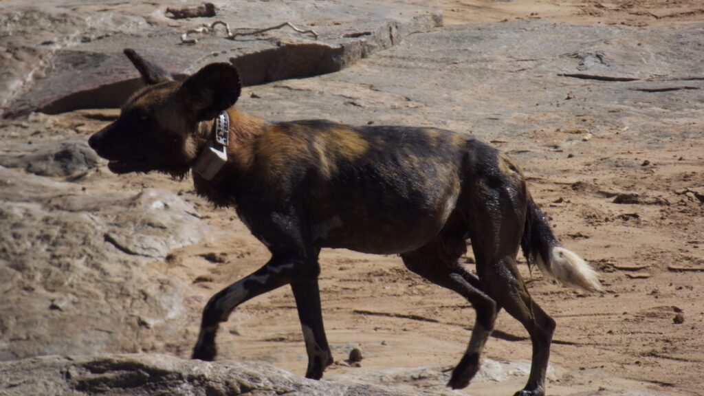 A collared African wild dog on Mpala property.