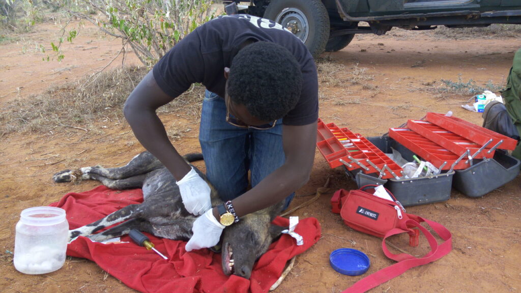 Dedan putting a collar on a wild dog.