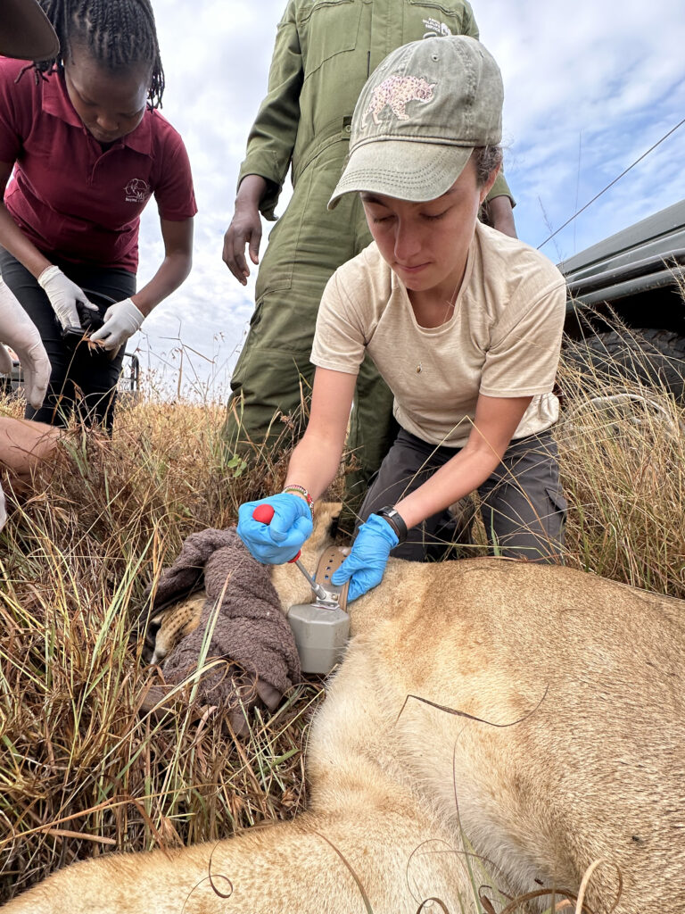 Lucrecia fitting a female lion with a SMART Collar.