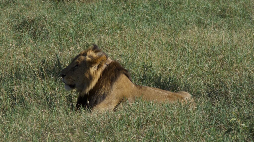 Ronnie, one of the collared lions that comes to Mpala, at Ol Jogi conservancy.