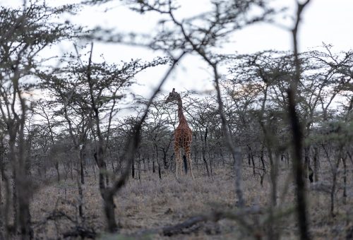 Mpala-R.C-Oct-2022-120_s.jpg